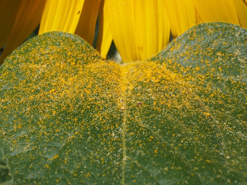 <p><strong>Защита от пыльцы в период цветения растений. Пыльца попадает на бревно и начинает намокать тем самым оставляя плесневые отложения приводя к образованию разного рода плесени<br></strong></p>