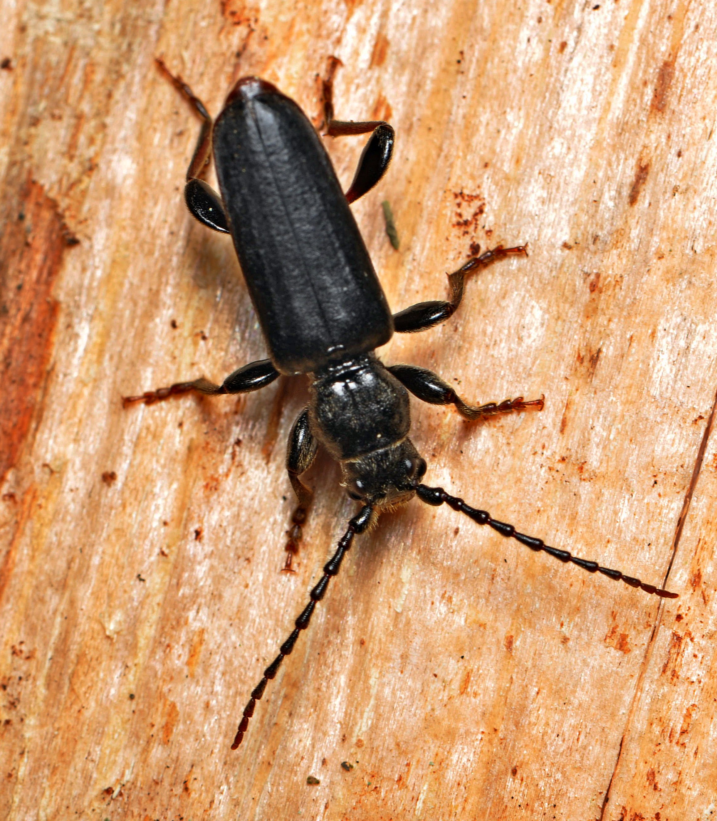 <p>Защита от Короеда. Этот вид насекомого является одним из самых опасных жуков который повреждает древесину деревянных домов</p><p><br></p>